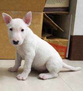 BULL TERRIER PUPPIES BT11 🐻 White male