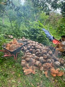 Kelapa Tua for Sale