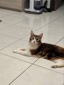 Mainecoon pure breed
