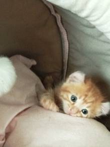 American curl