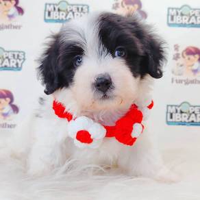 Malshihpoo