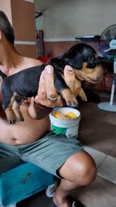 Dachshund Puppy 