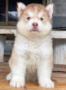 SIBERIAN HUSKY PUPPIES 🌻184 Male-Female