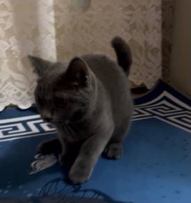 British Short Hair Female Blue
