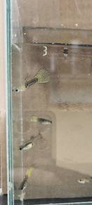 Ikan guppy snake skin (junior)1Pair