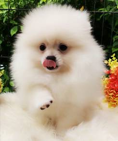 Pomeranian
