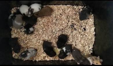 Syrian hamster