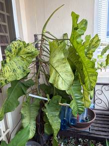 Pokok Keladi Paraiso Verde Besar
