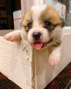 A701 Charming Corgi Adorable Short Leg Puppy Dog