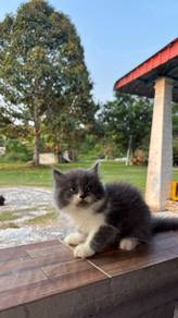 Bsh