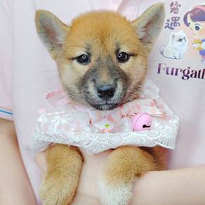 Shiba