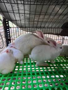 Arnab Rabbit New Zealand White