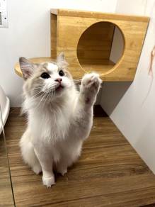 Ragdoll