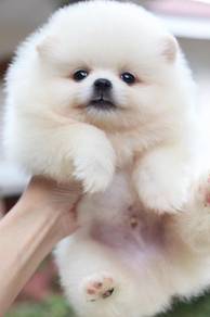 Pomeranian