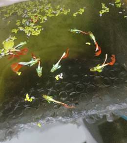 Guppy Santa