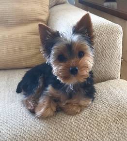 G7637 Smol Silkese Long Hair Small Puppy Puppy