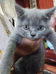 Bsh