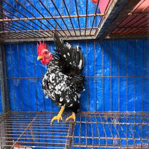 Ayam Serama Rinting