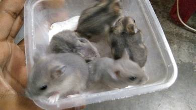 Cheap Hamsters 