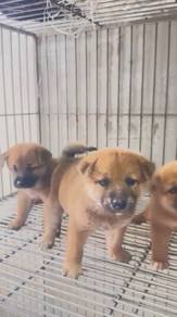Shiba Inu puppy for sale
