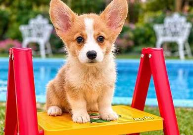 Welsh Corgi Puppy Sable Color Girl
