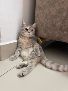 Beautiful 5-Months Kitten + Full Accessories