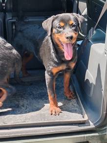 Pure Breed Rottweiler Puppy (Female)