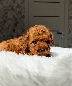 mini poodle!