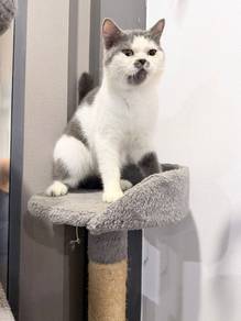 BSH Male ByColour