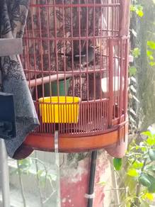 Murai kampung betina matang separa jinak