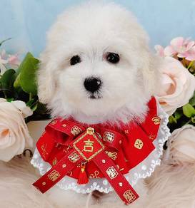 Bichon