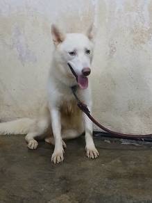 Siberian Husky 