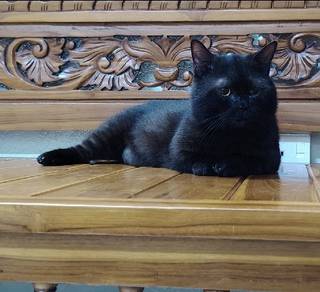 BSH Munchkin Black