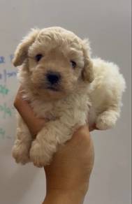 Toy Poodle white colour puppy