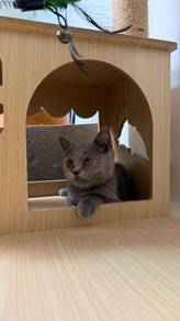 British Shorthair Round Face Male Kitten