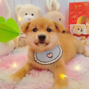 Shiba inu