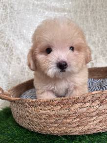 Maltipoo