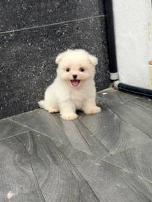 Maltese puppy