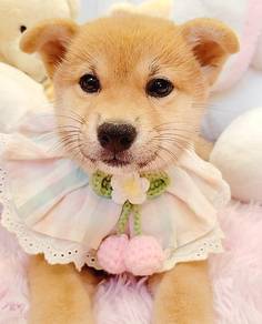 Shiba INu