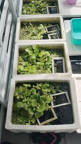 Aquatic Plants/Tumbuhan akuatik for aquarium deco