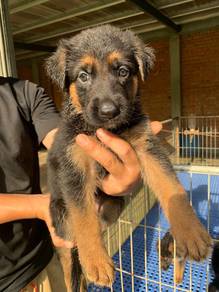 German shepherd