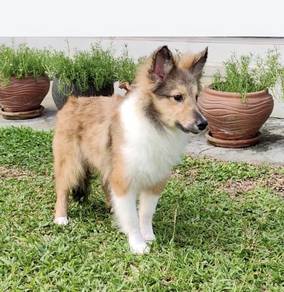 Shetland Sheepdog Puppy