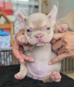 FRENCH BULLDOG PUPPIES🌻A219 Lilac Tan Male/Female