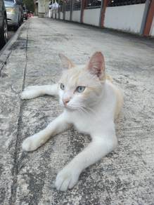 Rahul (TNR) HOMELESS FOR ADOPTION