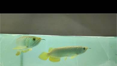 Arowana MGBB 6inchi
