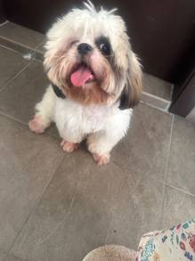 Shih tzu to let go