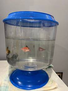 6 of GloFish Tetras For Sell
