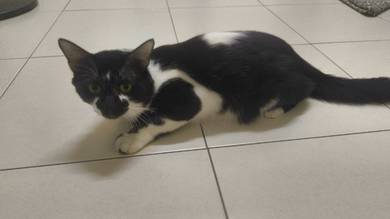 Free Cat 
