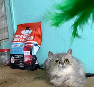 kitten Gebu Gebas