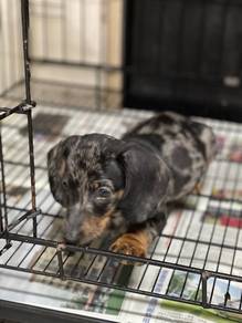 Dachshund